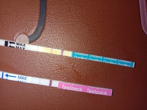 Konsul tasi pengembangan janin