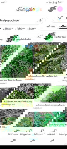 Daun pepaya jepang