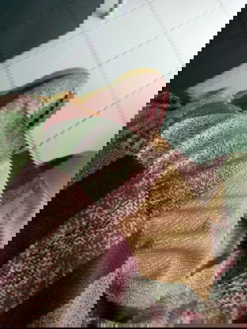 Menunggu Kelahiran Si Kecil