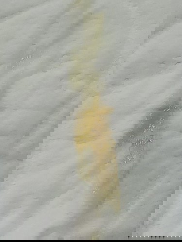 Discharge at week 19