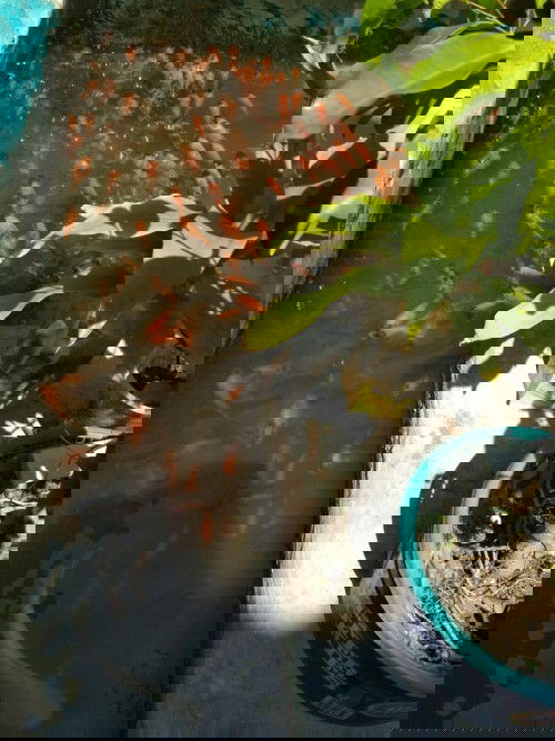 Lengah di pinggir kolam