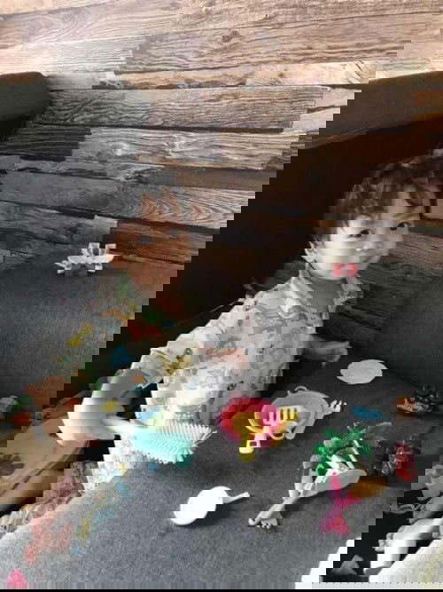 PKPD ni elakkan dari stress