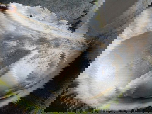 Seputar kehamilan dan durian..