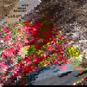 Babyku meninggal dalam kandungan