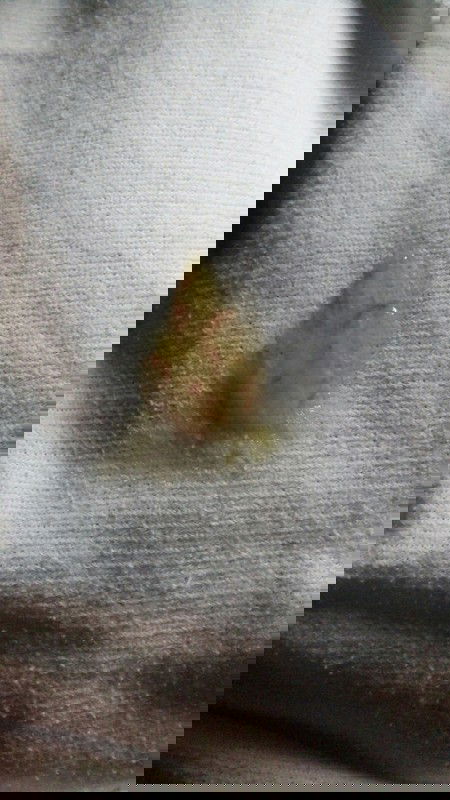 BAB berdarah dan berlendir