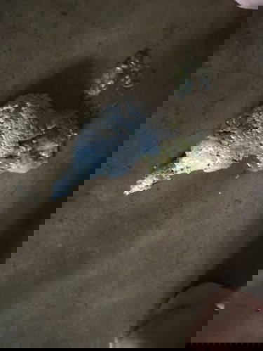 Baby Gray poop