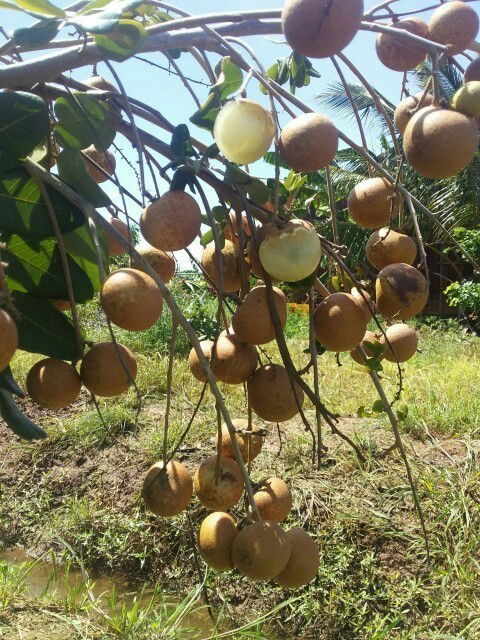 Từ bỏ trái yêu thích