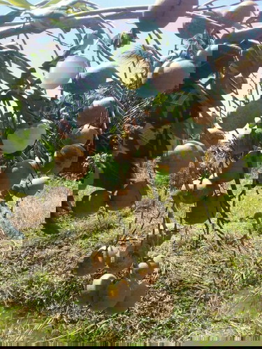 Từ bỏ trái yêu thích