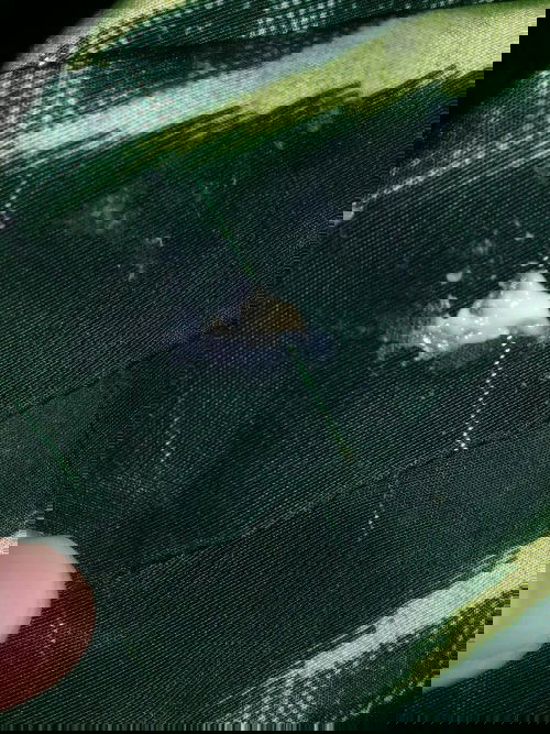 Keputihan seperti itu normal kah