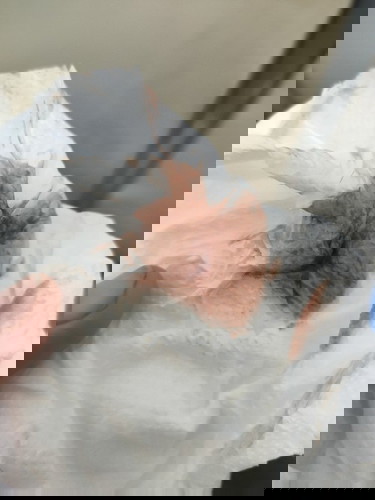 มีเยื่อสีน้ำตาลออกมา