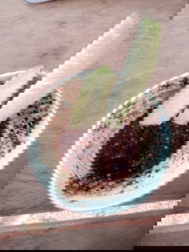 ตั้งครรภ์ กินมะม่วงกับน้ำพริกปลาร้าได้ไหม อยากกินมากคะ