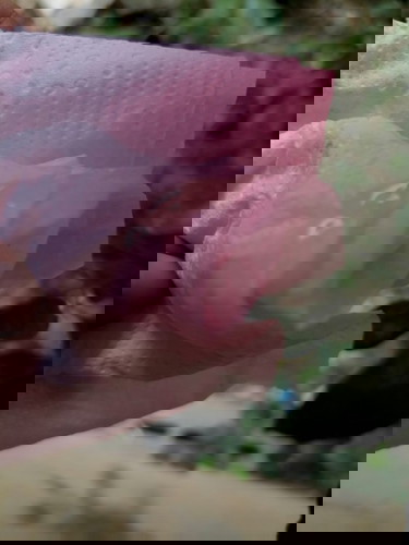 มูกใกล้คลอด