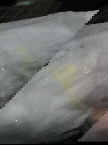 มูกใกล้คลอด