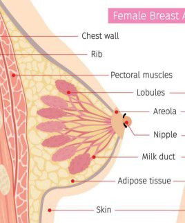 Kulit lecet & luka antara area areola dan puting