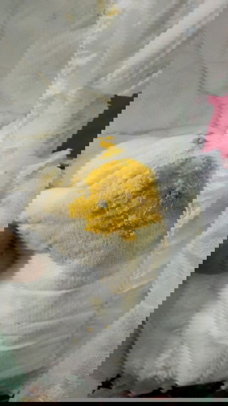 ลูกอายุ5วันต้องกินนมs26gold เสริมเพราะหัวนมแม่แตกเลยเข้าเต้าไม่ได้น้องกินเยอะปั๊มไม่ทัน