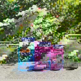 Góp phần quan trọng trong quá trình phát triển xương, tốt cho răng và hỗ trợ cho cơ thể hấp thụ DC