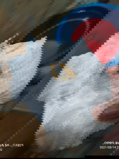 Kencing kotor semasa hamil