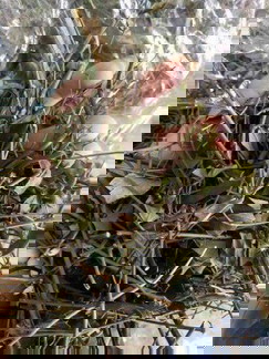 Chè vằng mộc sắc