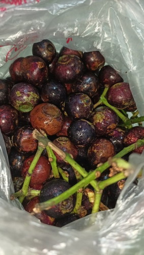 Buah gomok atau kupa