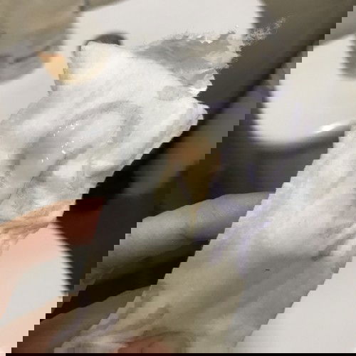 Pink discharge 5 minggu