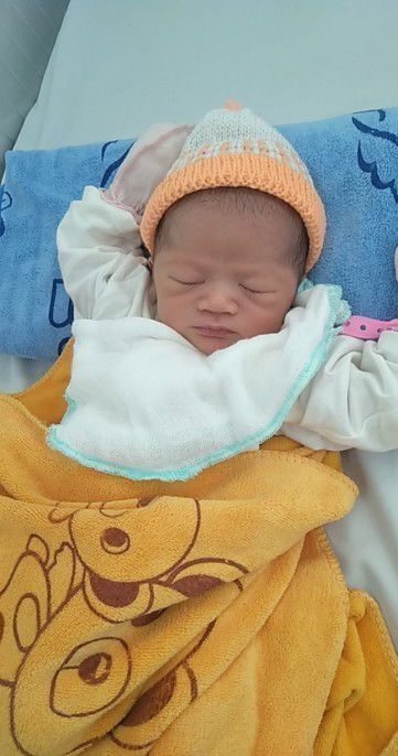 Trâu Vàng ra đời