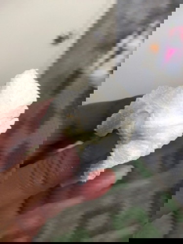 ตกขาวสีเขียว