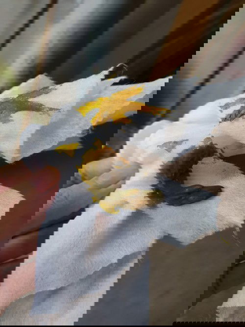 Đi ngoài phân xanh