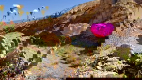 Là PHỤ NỮ 💃
Đừng mỏng manh như bồ công anh trước gió hãy là xương rồng mạnh mẽ trước bão giông!🌵🌬