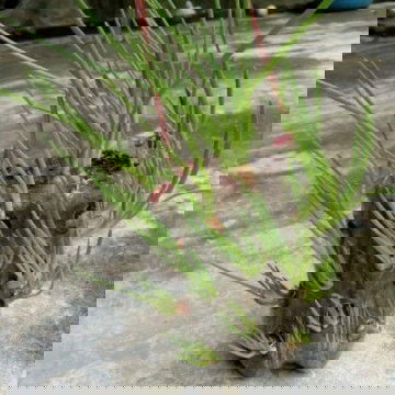 Câu nói yêu thích!
" Khi bạn Muốn bạn sẽ tìm mọi giải pháp.
Khi bạn Không muốn bạn sẽ tìm mọi lý do"