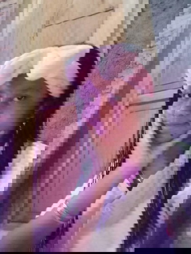 Saya hamil berapa bulan