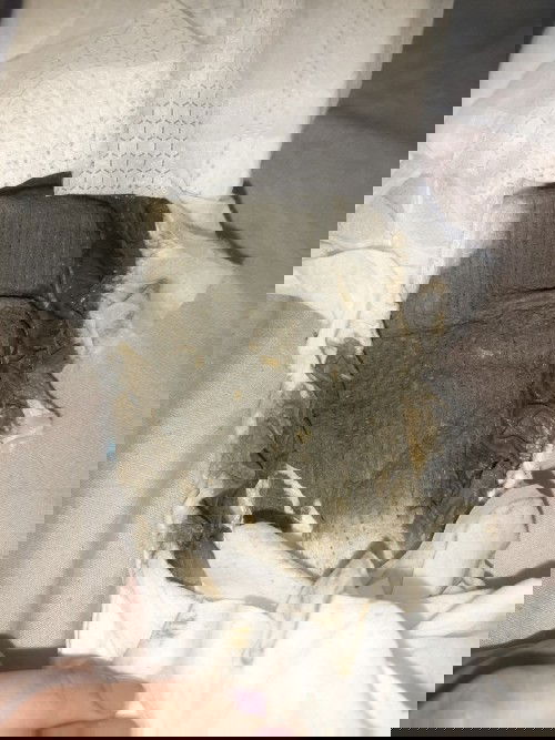 Baby poop 1month old