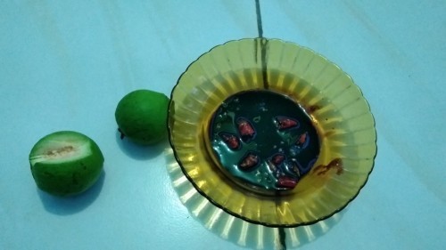 Seputar Kehamilan