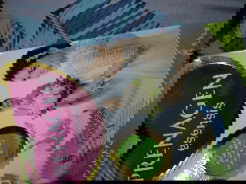 SUSU PRENAGEN ESENSISNYA MASIH, BAIKNYA GIMANA YA?