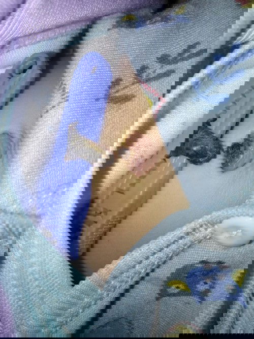 tali pusar belum puput