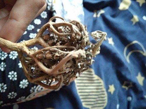 Tanaman herbal rumput fatimah