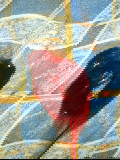 Keguguran di usia 9 minggu