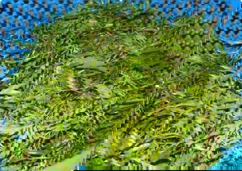 chữa mồ hôi trộm bằng lá đinh lăng có hiệu quả k?