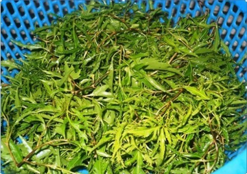chữa mồ hôi trộm bằng lá đinh lăng có hiệu quả k?