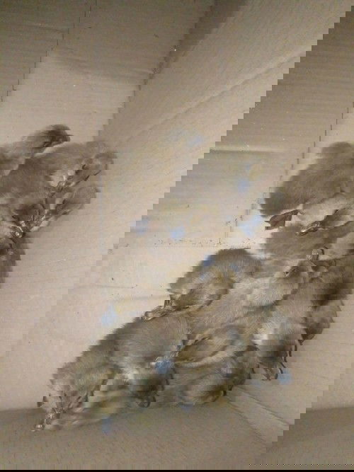 Trứng trứng trứng