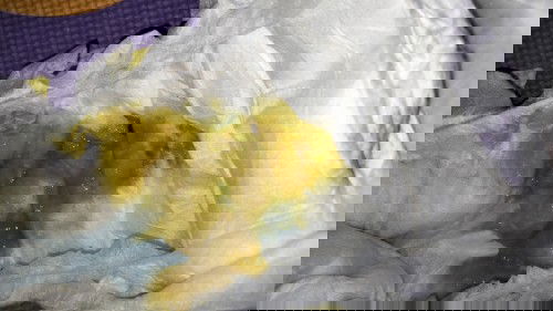 My 11 months old baby poop