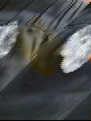 ลูกอ้วกค่ะ รบกวนผู้รู้ชี้แนะด้วยนะคะ 😔