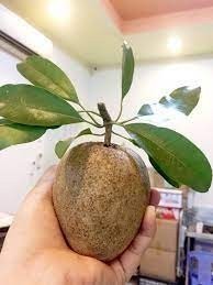 Bà bầu ăn hồng xiêm có tốt không ạ?