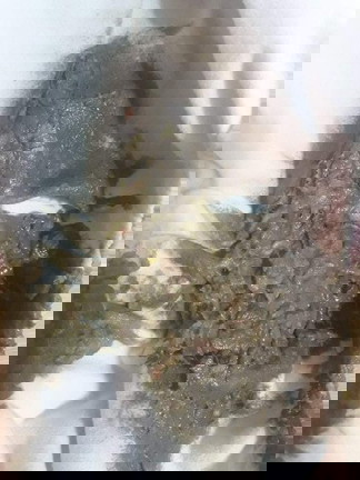 Bearbrand 1-3yrs old user