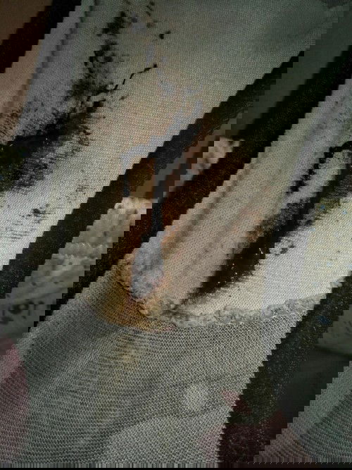 Bercak sebangun tdr siank