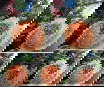 Suka banget sama bunga mawar