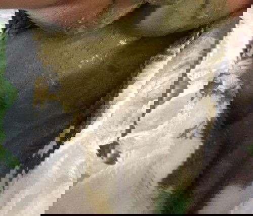 Risauu melanda anak berak hijau