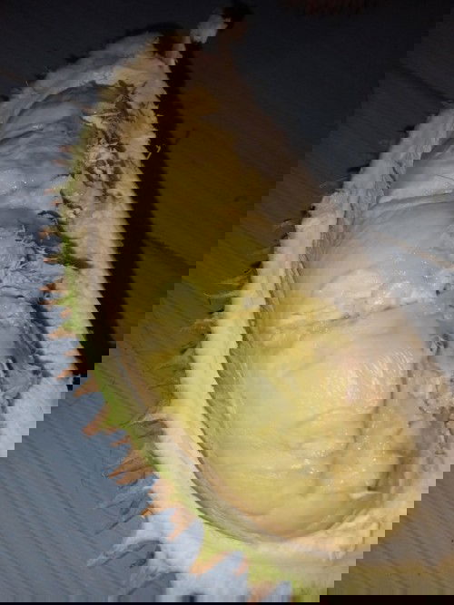 Bumil makan durian, bagaimana??