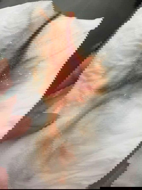 37+1 มีมูกขาว+เลือด