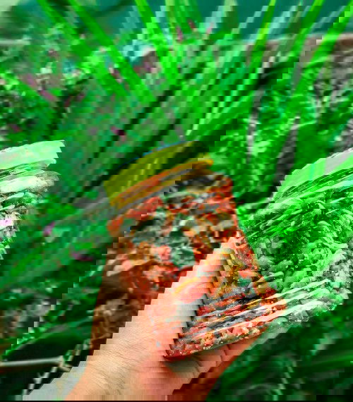 ถั่วทอดสมุนไพร ให้นมบุตร ทานได้ไหมคะ  ......