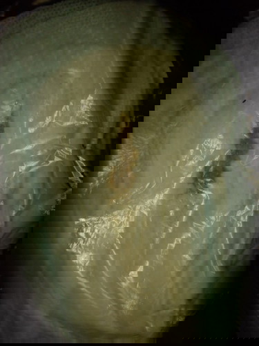 ประจำเดือนมา12สิงหาหายไป1เดือน25วันมาวันที6ตุลาเหมือนในรูปพอจะเป็นเลือดล้างหน้าเด็กได้ไม่ค่ะ